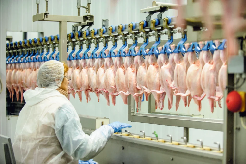 Abate de frango no frigorifico