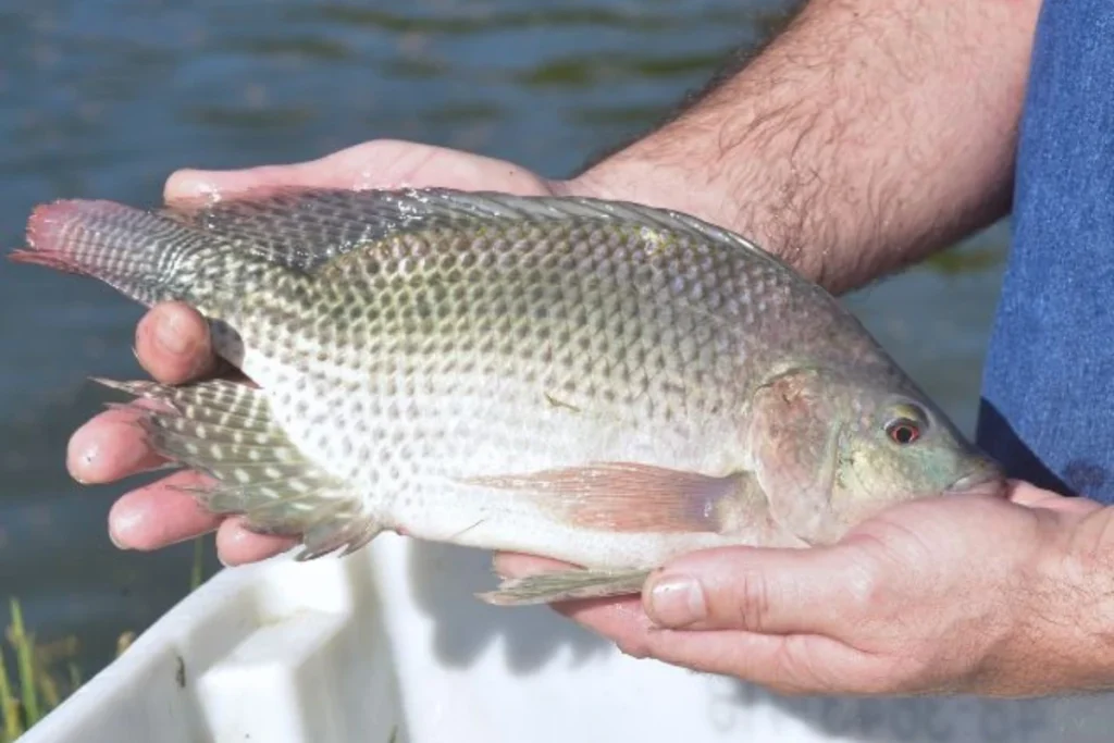 Tilápia na mão do pescador